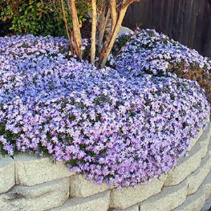 Phlox 'Emerald Blue'